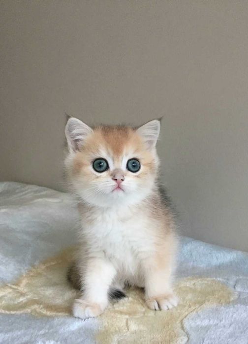 Kocurek szkocki,  color niebieska złota szynszyla