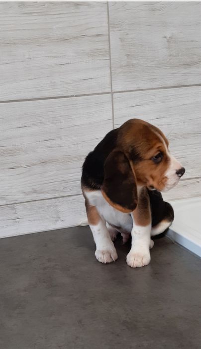 Beagle szczeniak