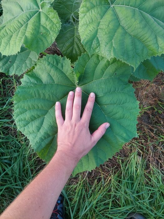 Sadzonki drzewo tlenowe paulownia oxytree, gratis system nawadniający