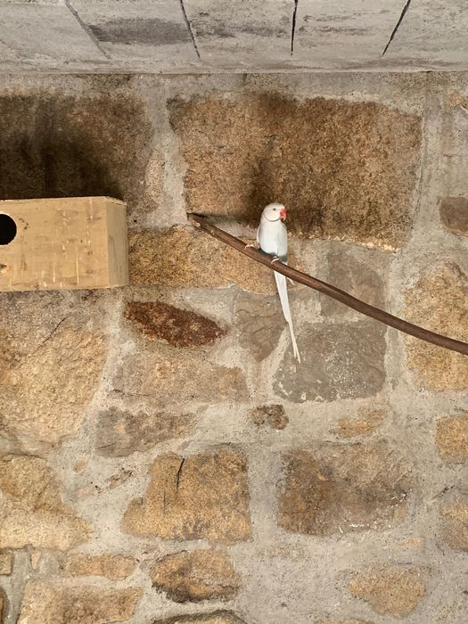 Casal Ring Neck reprodutor