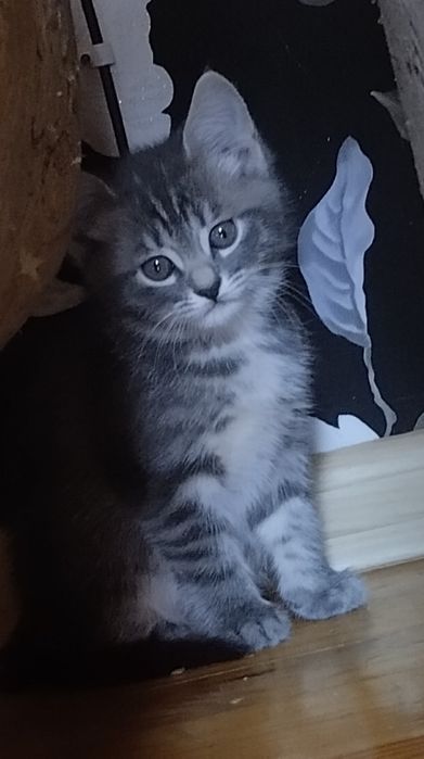 Котята ищут любящих хозяев!
