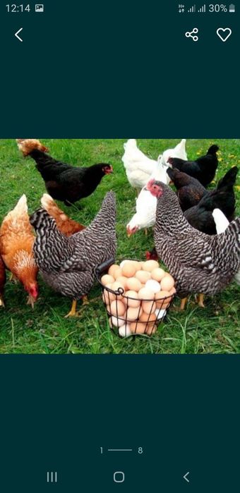 Продам курку -несушку 4.5 місяців