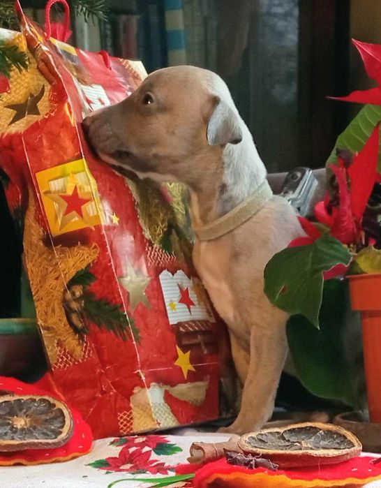 Whippet chart angielski suczka hodowla ZKwP/FCI