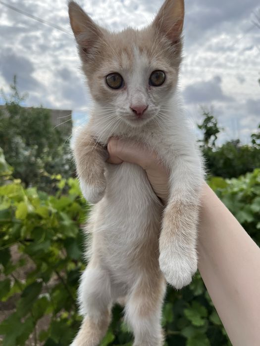 Віддається кошеня