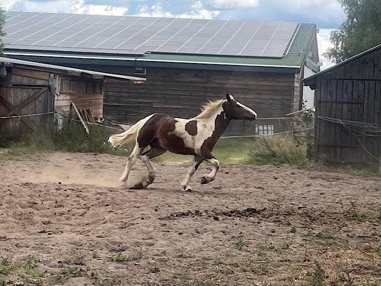 Koń ogier zimnokrwisty
