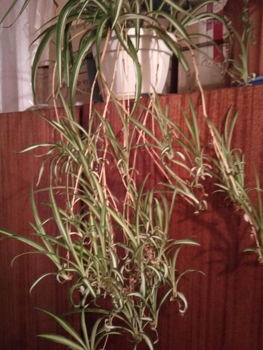 Хлорофітум. Бонни