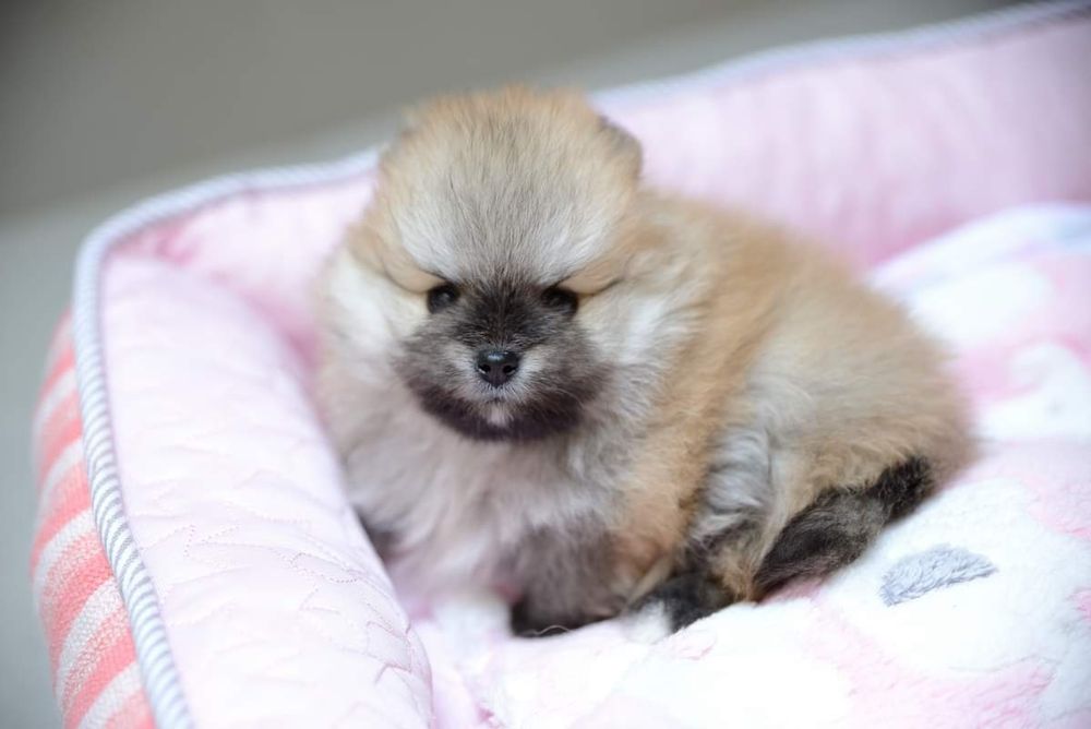Pomeranian micro sunia xxxs