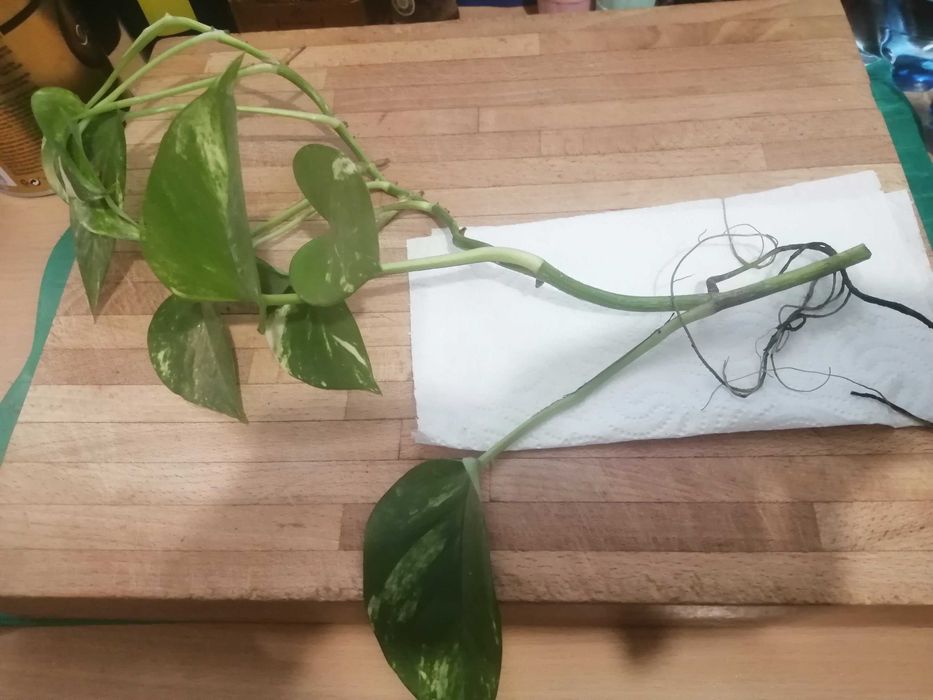 Szczepka  Epipremnum Aureum.