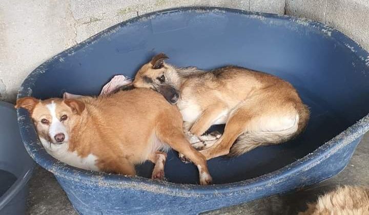 Vivente- cachorro de porte médio para adoção