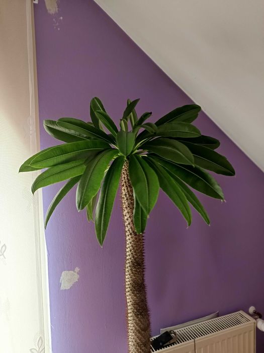 Palma madagaskaru (pachypodium lamerei) WIELKA