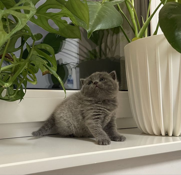 Fold szkocki prostouchy - piękna dziewczynka