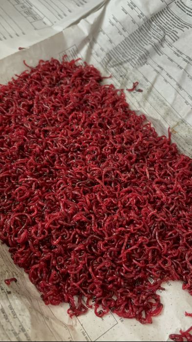 Продам мотиль , мотыль крупний для риболовлі