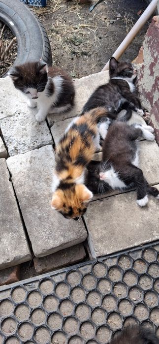 Кошенята  котята