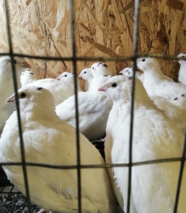 Курочки несушки - перепела. В наличии и под заказ. Суточные, подростки