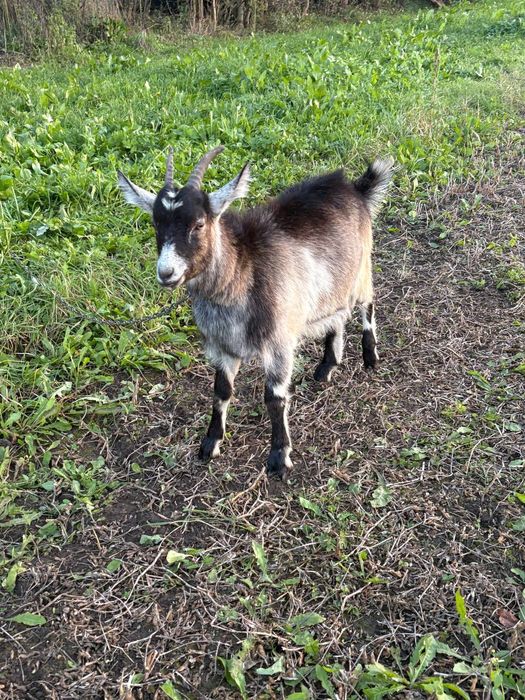 Продам дійну  козу та козеня