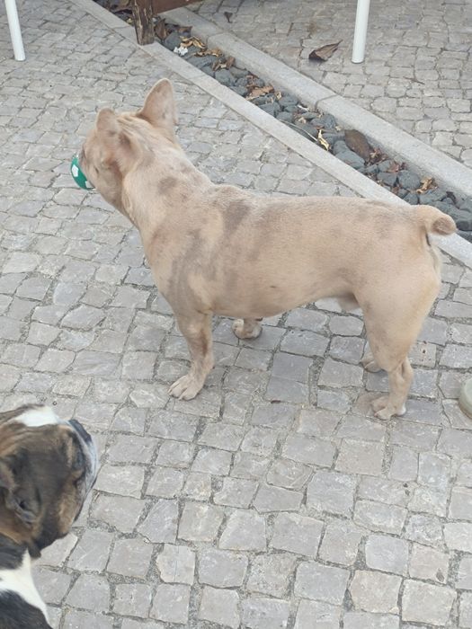 Buldog frances sob orçamento