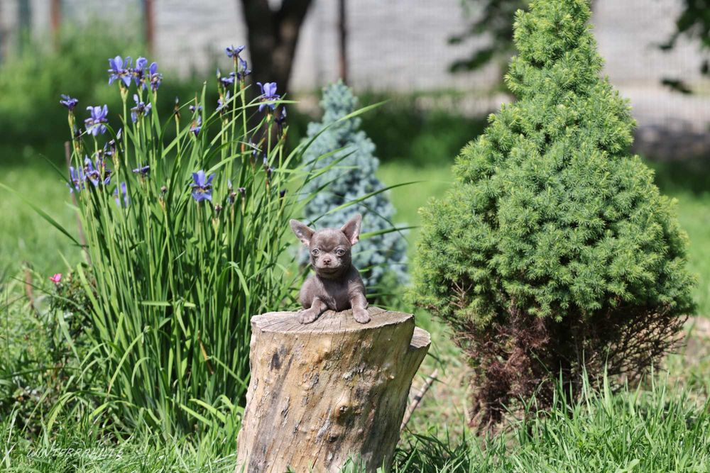 Чіхуахуа хлопчик, 3,5 міс., ліловий окрас, короткошерстий, тип коббі