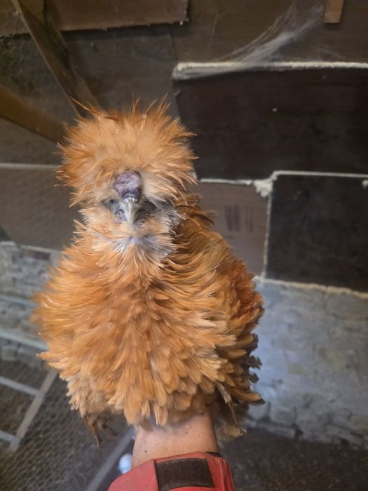 Kury rosy kury silki kury araukany naturalne ekologiczne pisklaki