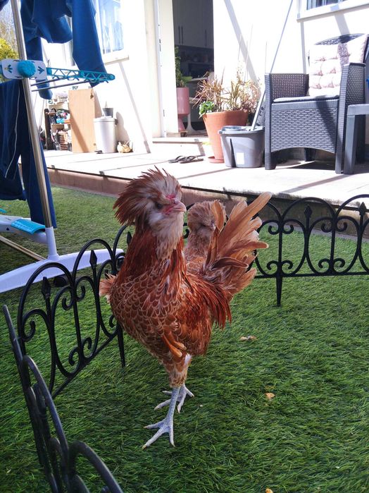 Paduanas (casal ou trio)