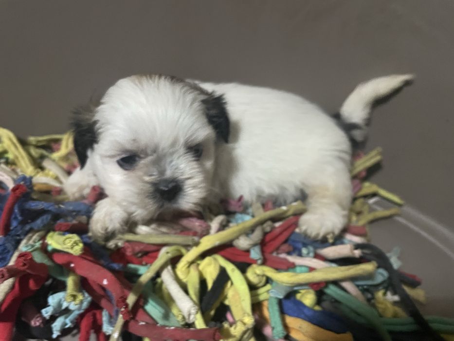 Shi-tzu super top machoexcelente