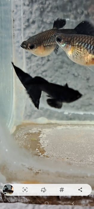 Gupiki full black czysta linia dorosłe samiec i 5 samic