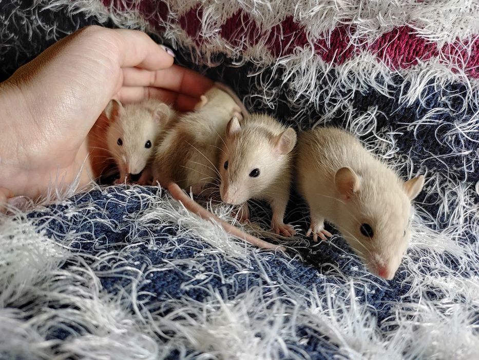 Подарок на Новый год. Малыши сиамские крыски. Крысы