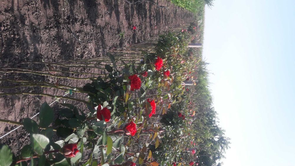 Троянди штамбові(розпродаж)