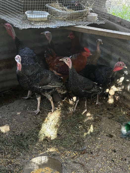 Varias aves disponiveis