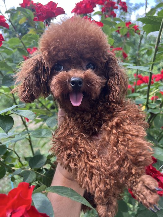 Той пудель Toy poodle (Китай)