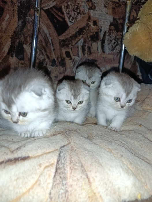 Шотландские вислоухие малыши