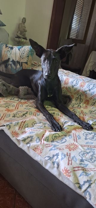 Nina, cadela de 8 meses para adoção
