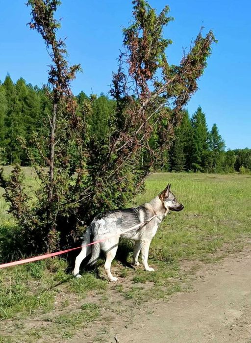 Sagala - piękna wilczurka