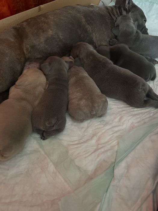 Buldogue Francês femas.e.machos.