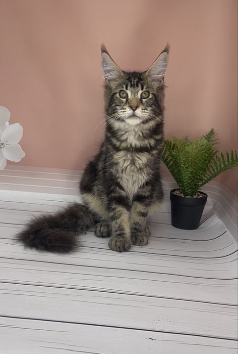 Чтстокровные котята Мейн Кун