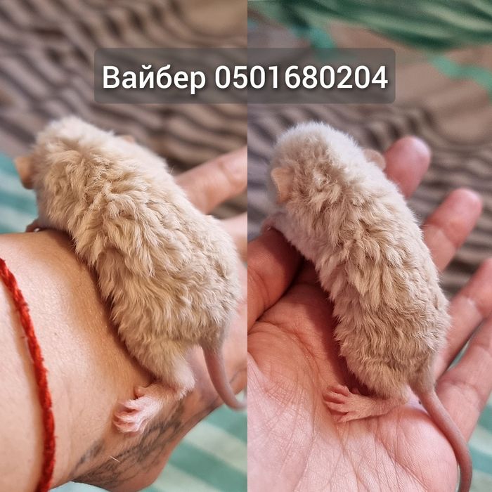 Супер рекс девочка крыса дамбо