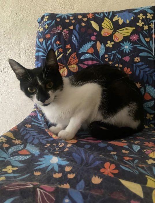 Kotki do adopcji młode koty kot kociaki Viola i Nataniel