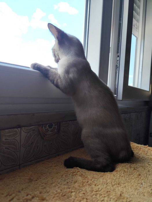 Gatas bebés para adoção consciente