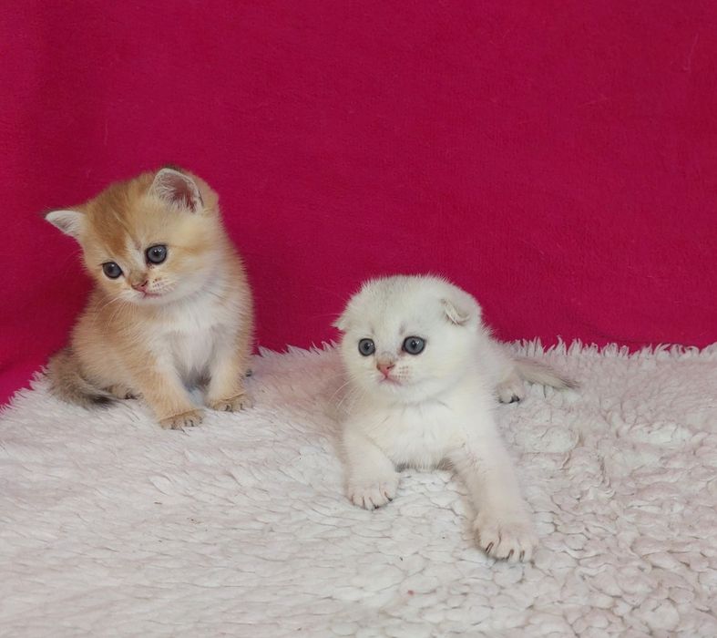 Шотландські плюшеві кошенята