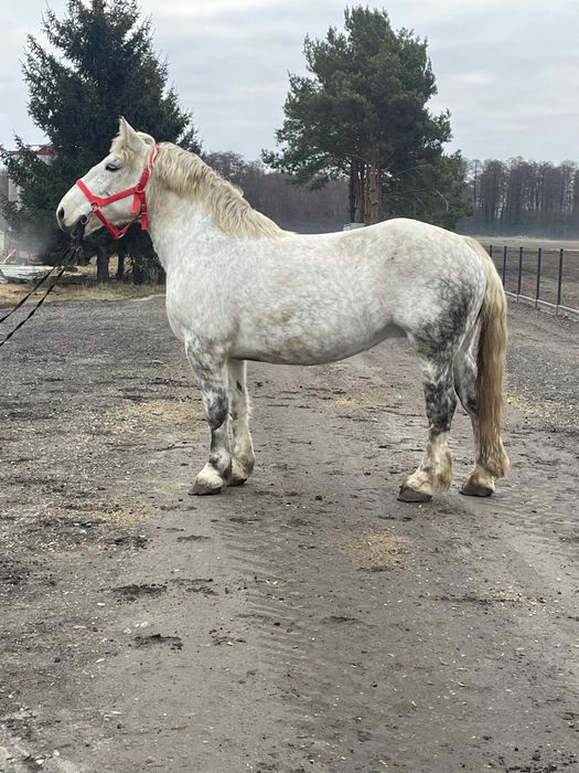 Witam sprzedam klacze