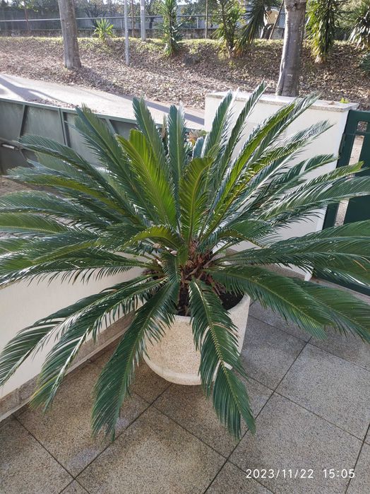 Planta CICA com vaso