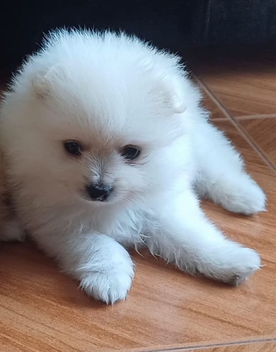 Spitz Lulu da Pomerânia