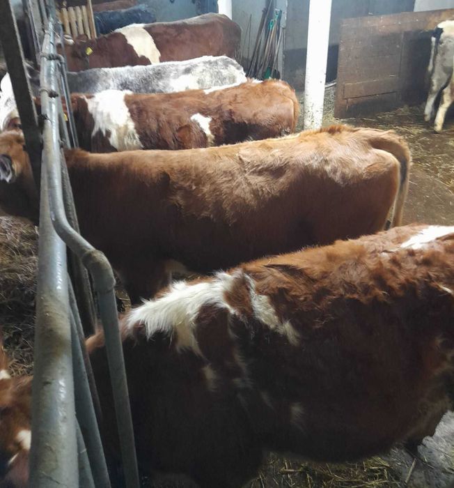 Sprzedam Jałówki do dalszego chwu