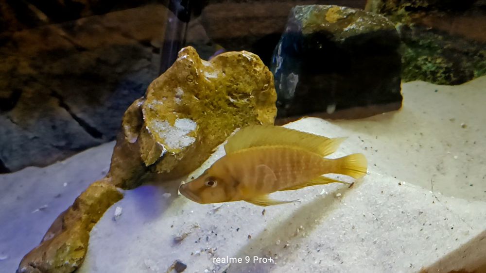 A,compressiceps mandatrin Rubumba
