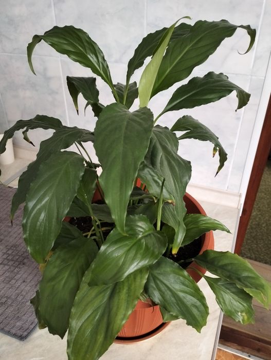 Спатифілум вазон