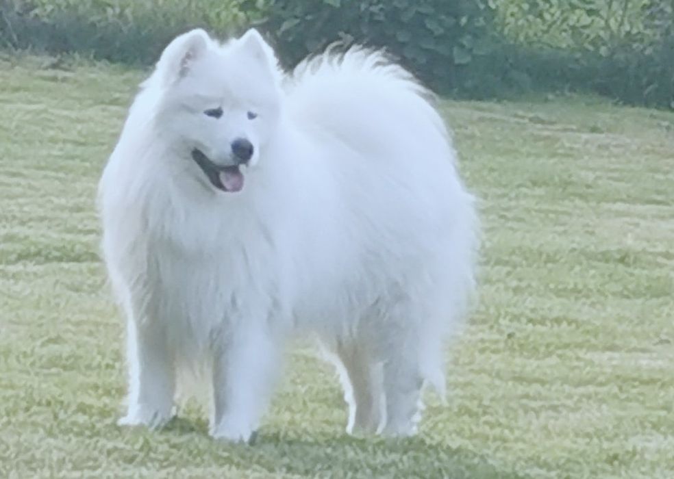 Samoyed 10 tygodni