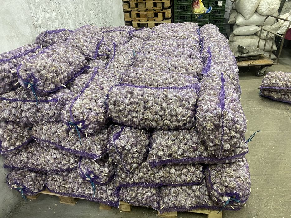 Продам часник озимий опт і роздріб