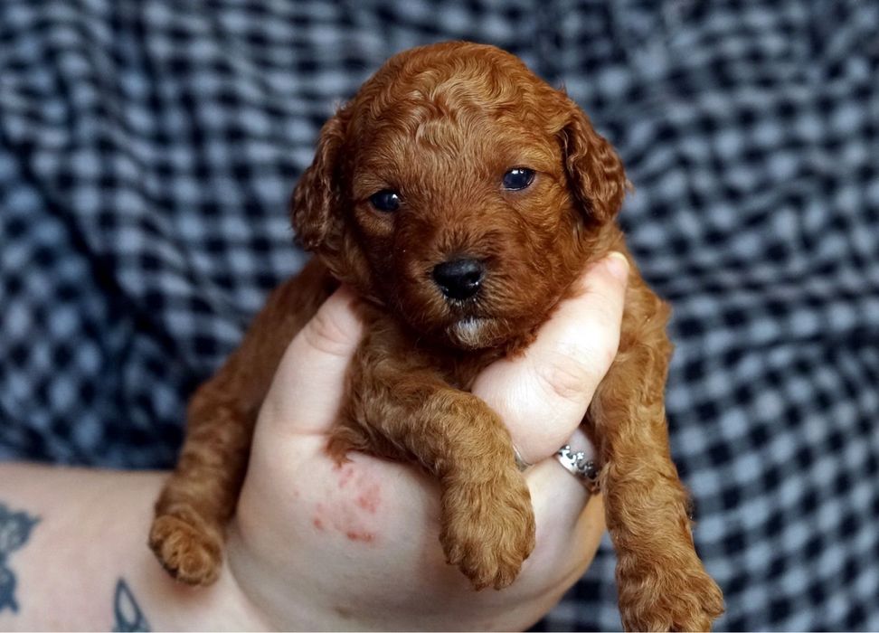 Неймовірні той пуделя доросла та цуценята по різним цінам