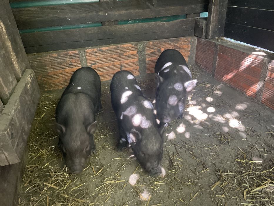 Porcos vietnamitas muito bonitos