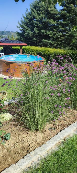 5 szt sadzonki trawy miskant