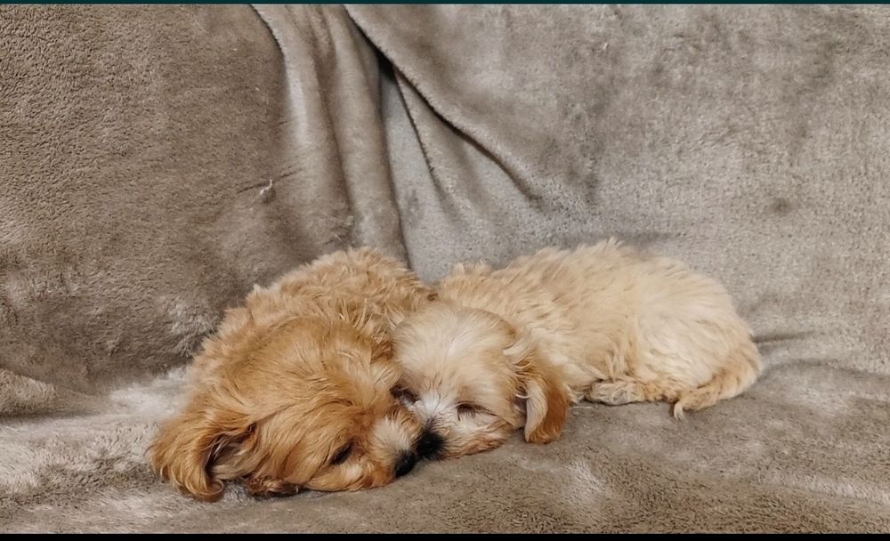 Śliczne Szczeniąta Maltiploo Maltańczyk/Pudel • GOTOWY DO ODBIORU •